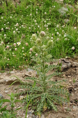 Cirsium echinus