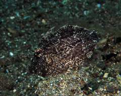 Acreichthys tomentosus