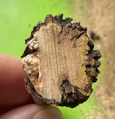 Pseudomonas
