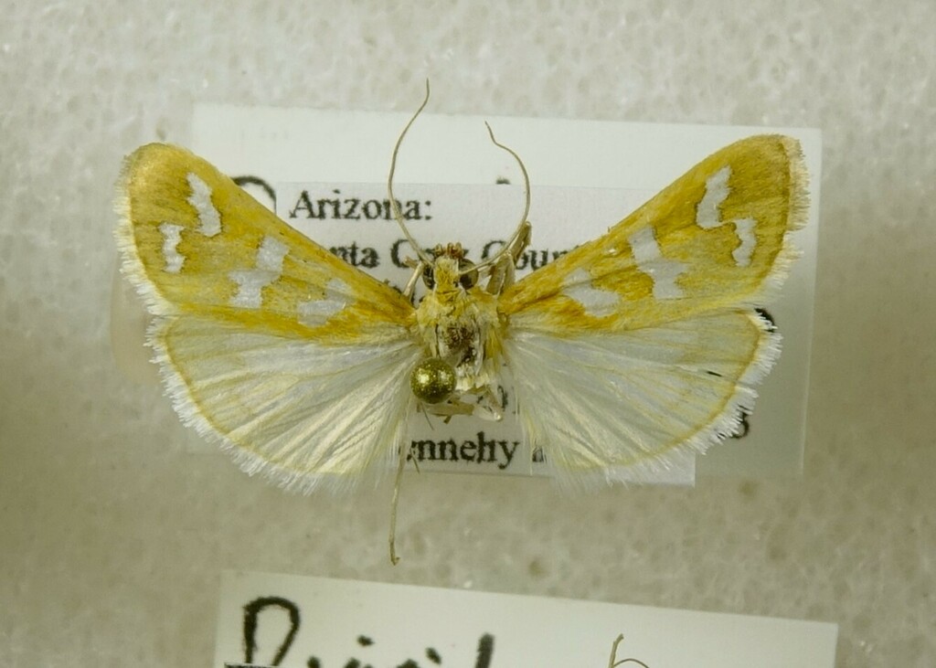 Diastictis albovittalis