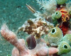 Acreichthys tomentosus