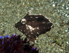 Acreichthys tomentosus