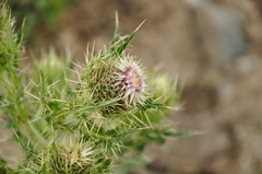 Cirsium echinus