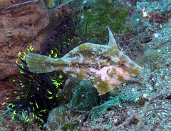 Acreichthys tomentosus