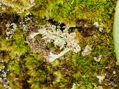 Cladonia parasitica
