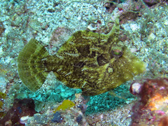 Acreichthys tomentosus