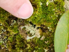 Cladonia parasitica