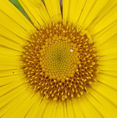 Osbertia stolonifera