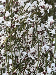 Retama monosperma