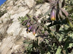 Podonosma orientalis