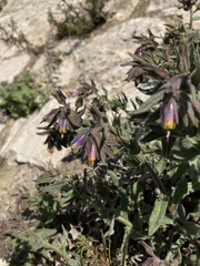 Podonosma orientalis