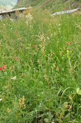 Koenigia alpina