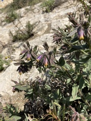 Podonosma orientalis