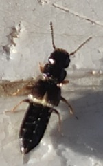 Anotylus inustus