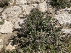 Podonosma orientalis