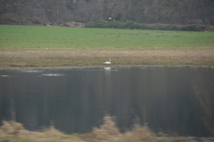 Branta