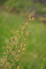 Thalictrum minus