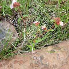 Argyrella phaeotricha