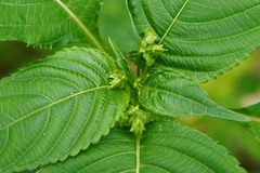 Impatiens edgeworthii
