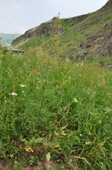 Thalictrum minus