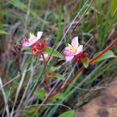 Argyrella phaeotricha