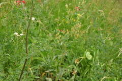 Thalictrum minus