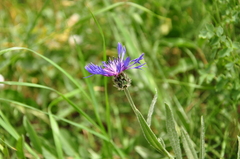 Centaurea depressa