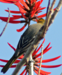 Icterus abeillei