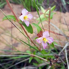 Argyrella phaeotricha