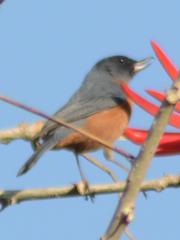 Diglossa baritula