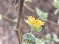 Abutilon abutiloides