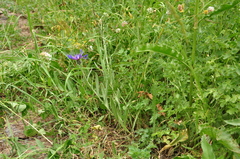 Centaurea depressa