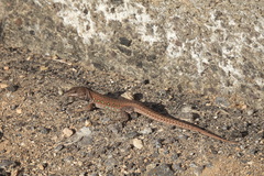 Gallotia atlantica