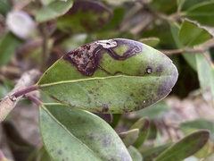 Phytomyza glabricola