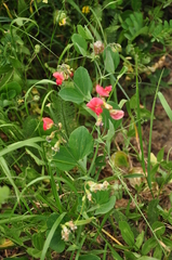 Lathyrus rotundifolius