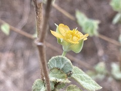 Abutilon abutiloides