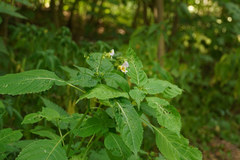 Impatiens edgeworthii
