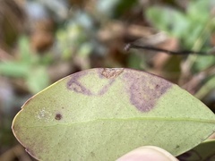 Phytomyza glabricola