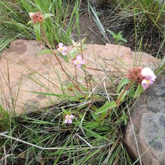 Argyrella phaeotricha
