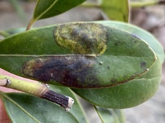 Phytomyza glabricola