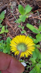 Osbertia stolonifera