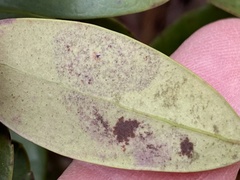 Phytomyza glabricola