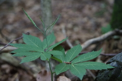Cardamine heptaphylla