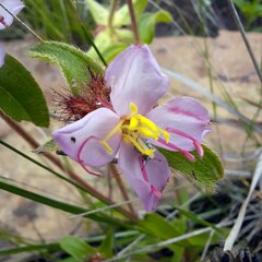 Argyrella phaeotricha