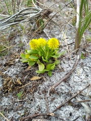 Polygala nana