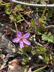 Erodium cicutarium