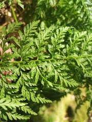 Cystopteris diaphana