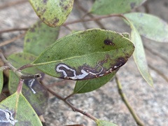 Phytomyza glabricola
