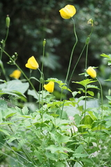 Papaver cambricum