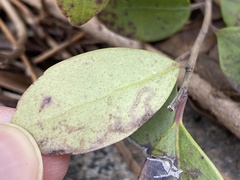 Phytomyza glabricola